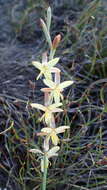 Hesperantha radiata subsp. radiata的圖片