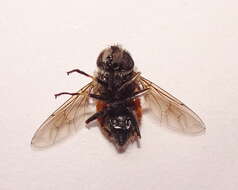 Image of Eristalis bogotensis Macquart 1842