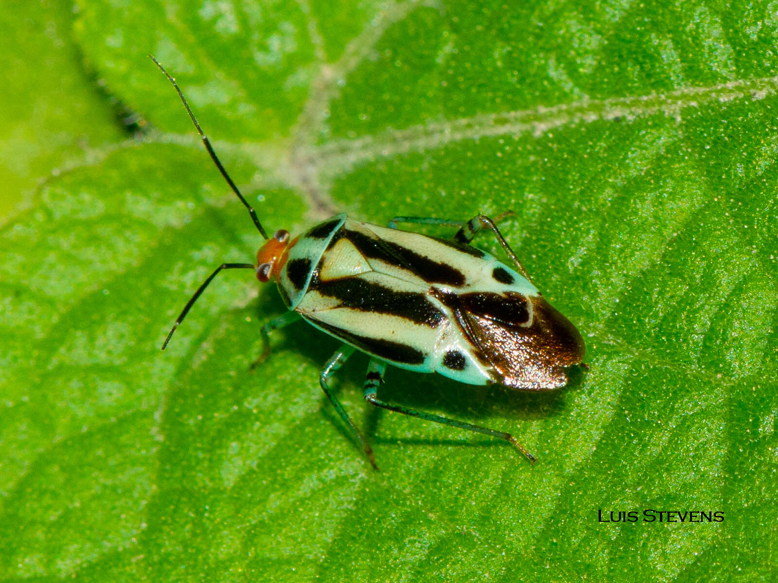 Image of Poecilocapsus nigriger (Stal 1862)