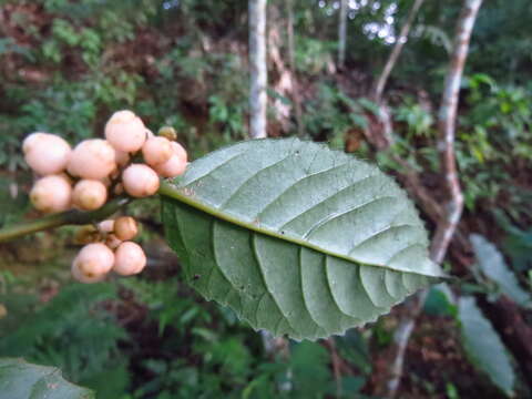 Image of <i>Maesa perlaria</i> var. <i>formosana</i>