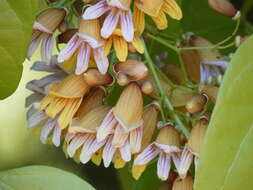 Image of Bignonia hyacinthina (Standl.) L. G. Lohmann