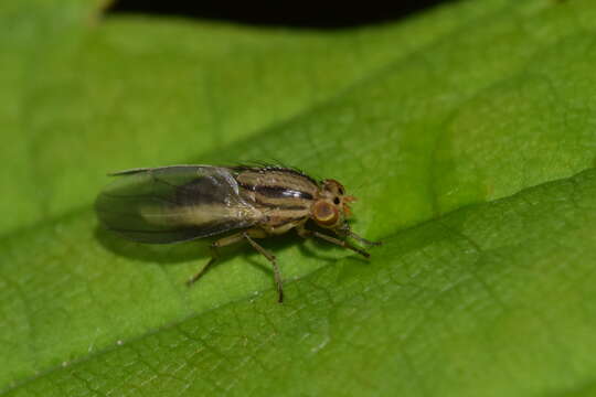 Image of Peplomyza discoidea (Meigen 1830)