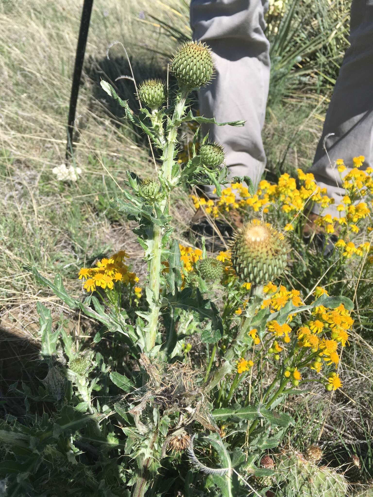 Image of prairie thistle