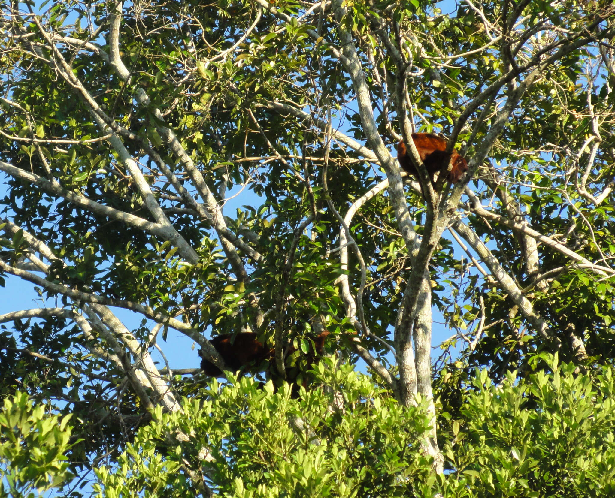 Image of Bolivian Red Howler Monkey