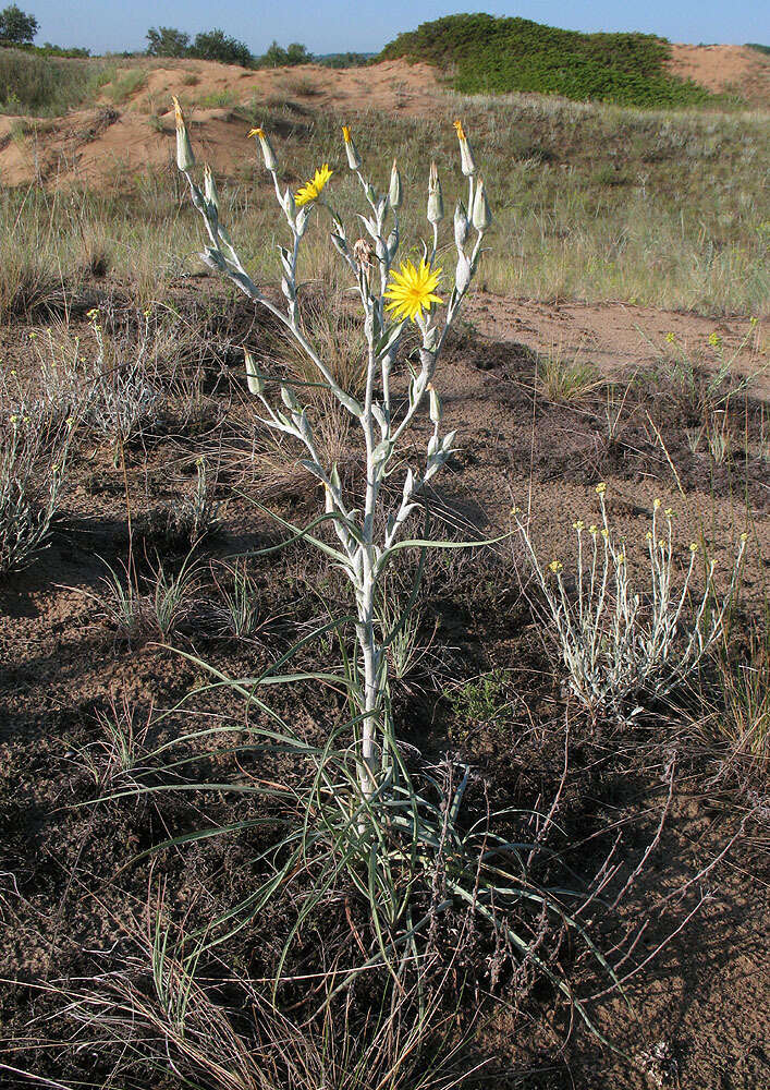 Image of Tragopogon tanaiticus Artemczuk