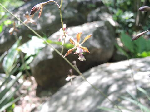 Image of Encyclia acapulcensis