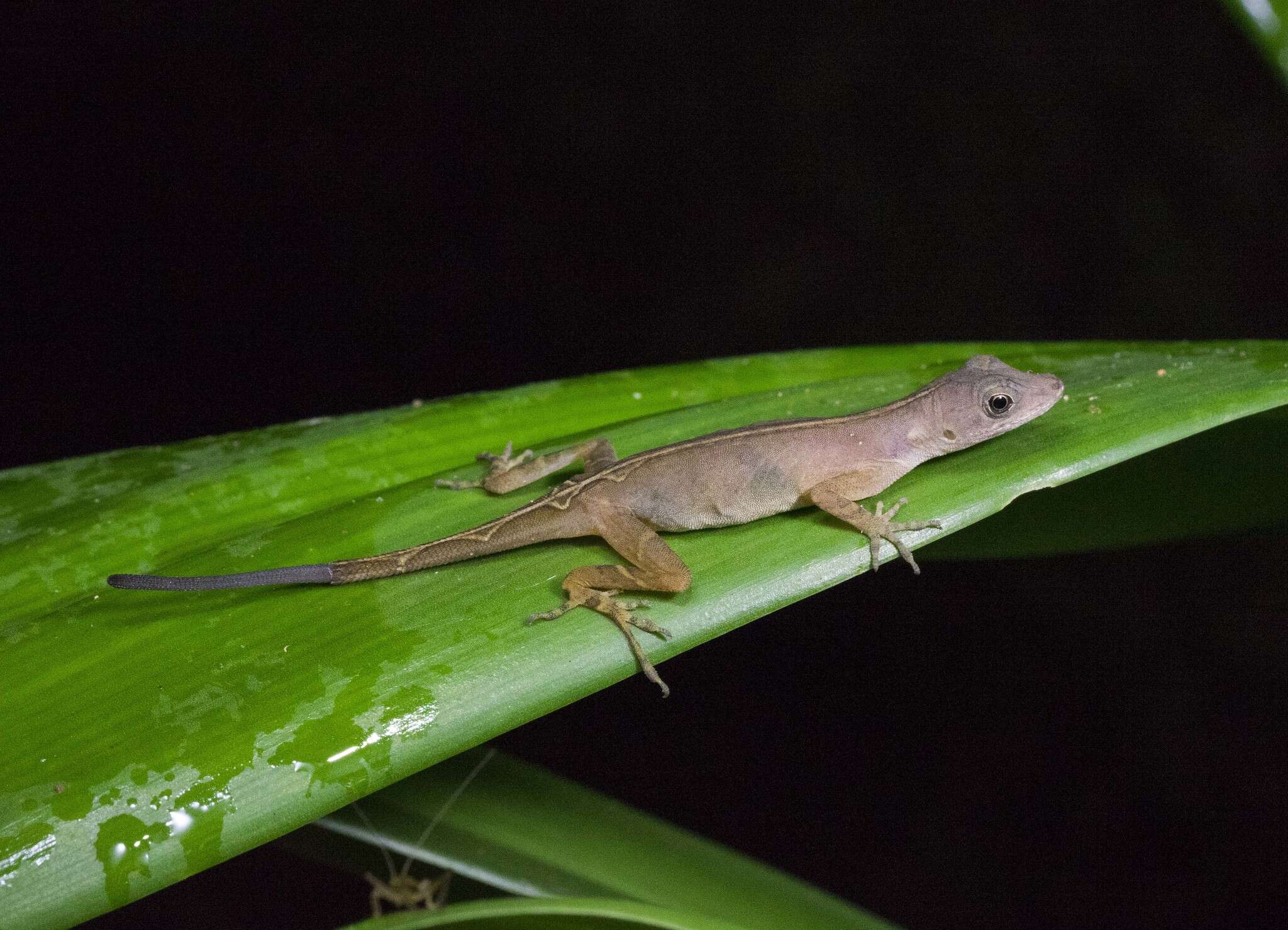 Anolis dollfusianus Bocourt 1873的圖片