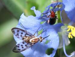 Imagem de Poecilognathus punctipennis (Walker 1849)