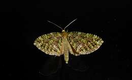 Image of mistletoe carpet moth