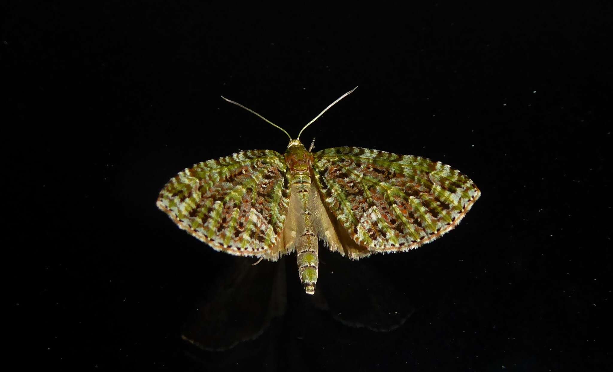 Image of mistletoe carpet moth