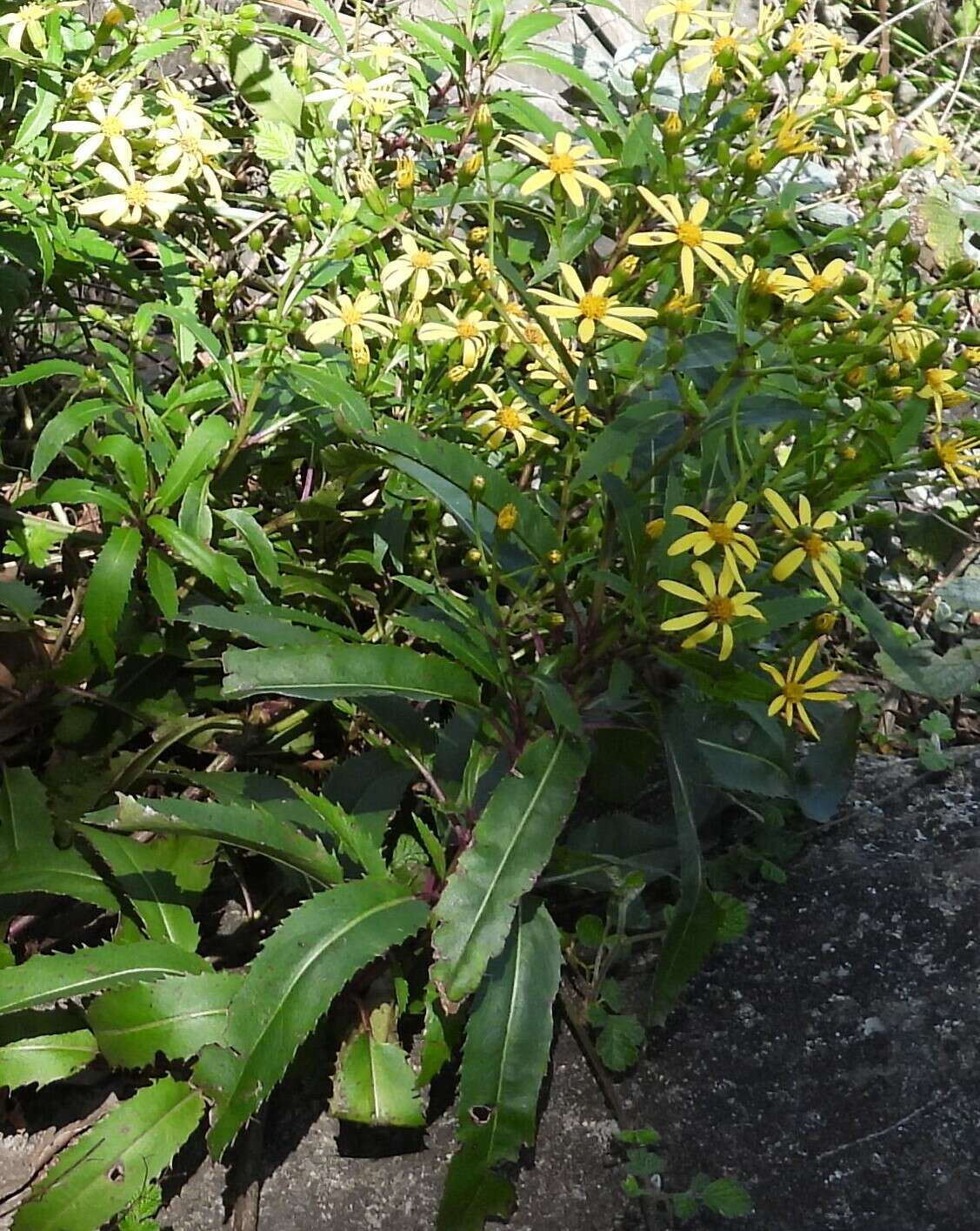 Image of Lordhowea amygdalifolia