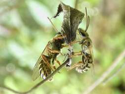 Image of Halictus hesperus Smith 1862