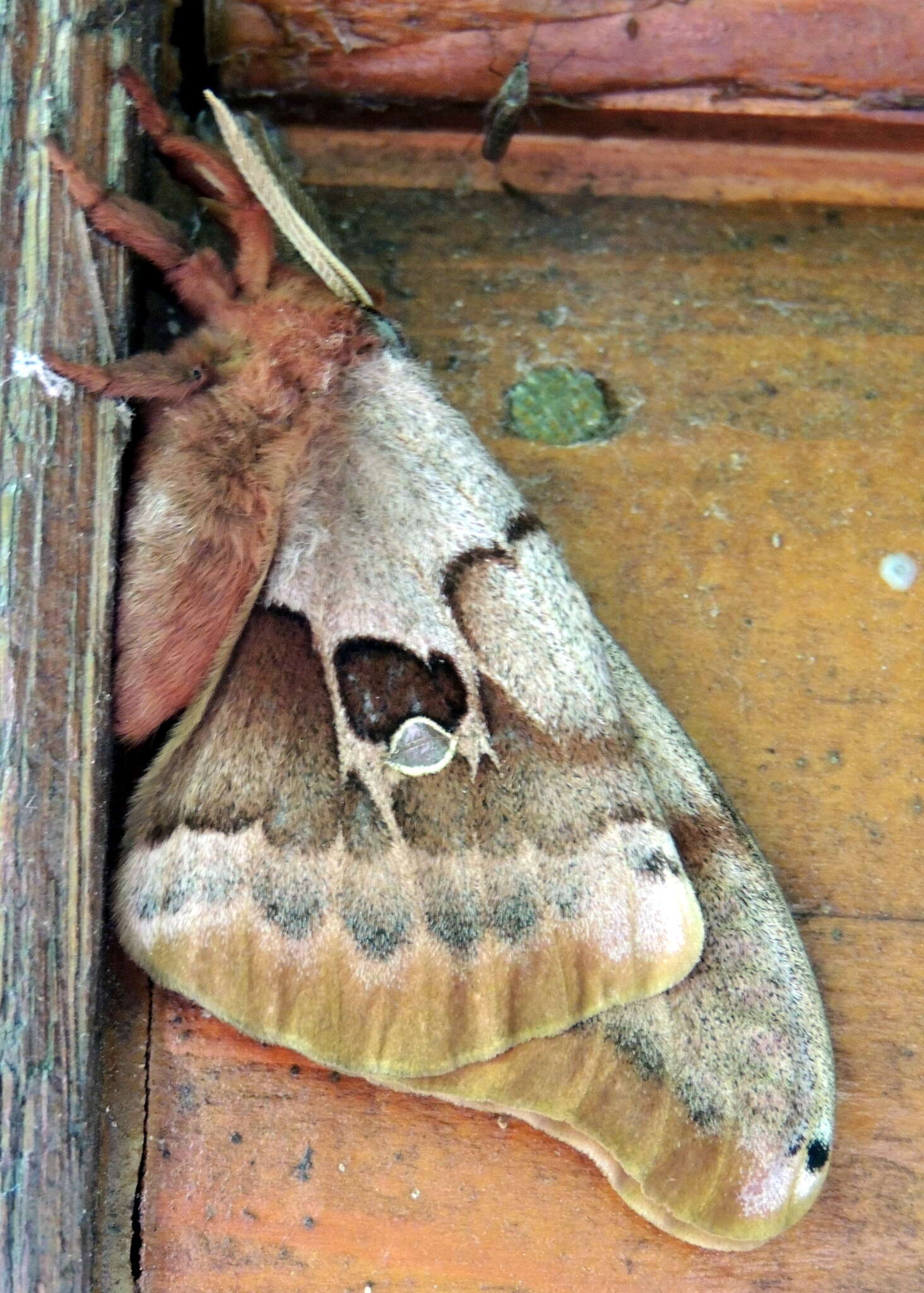 Image of Antheraea subgen. Telea Hübner (1819)