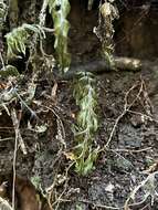 Image of Hymenophyllum pectinatum Cav.