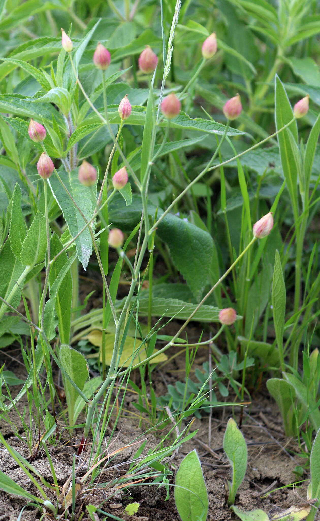 Image of Bongardia chrysogonum (L.) Sp.