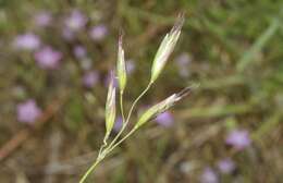 Image of California oatgrass