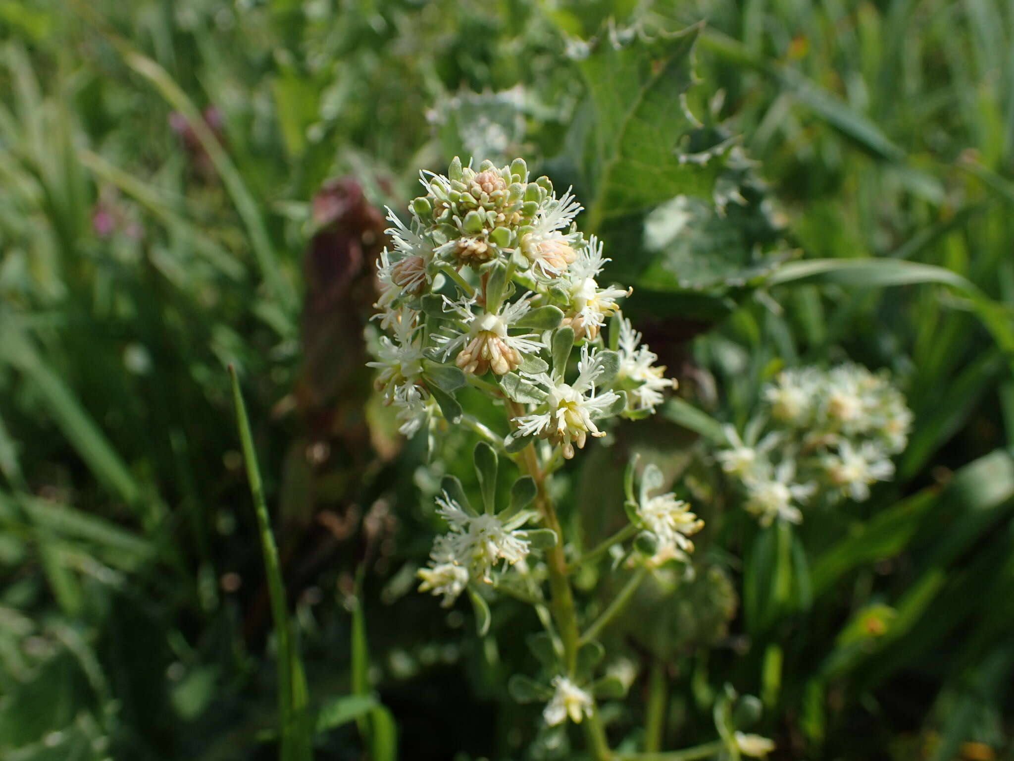 Image of rampion mignonette