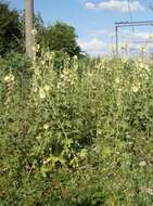 Image of Alcea rugosa Alef.