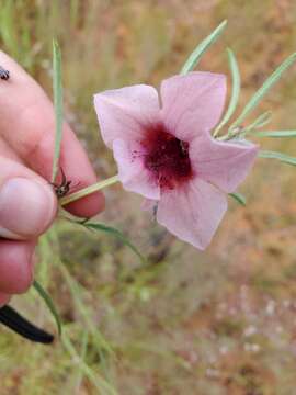 Image of Sesamum triphyllum var. triphyllum