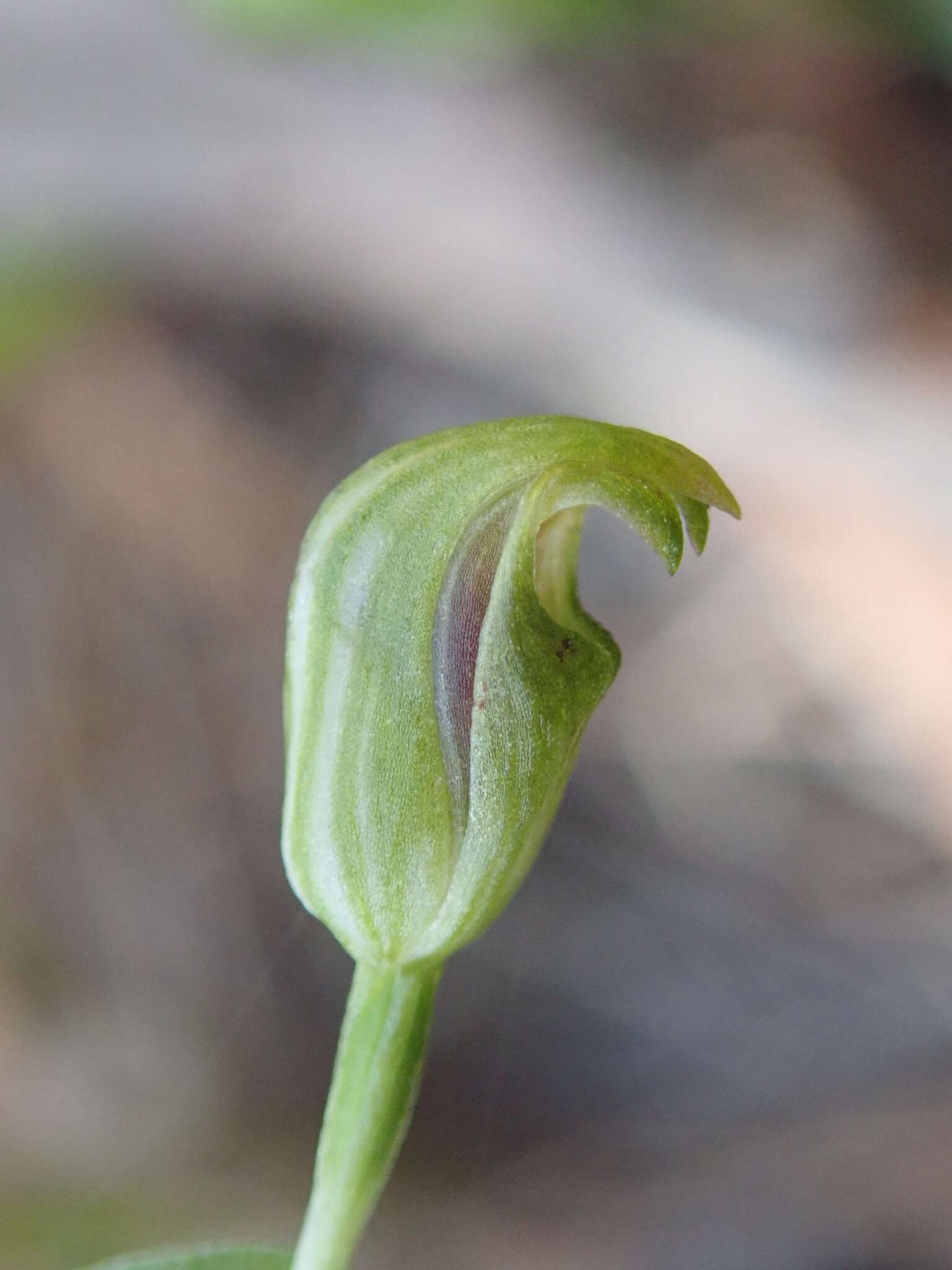 Image of Tiny greenhood