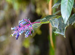 Image of Palicourea amethystina (Ruiz & Pav.) DC.