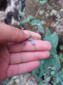 Image of Mertensia serrulata (Turcz.) DC.