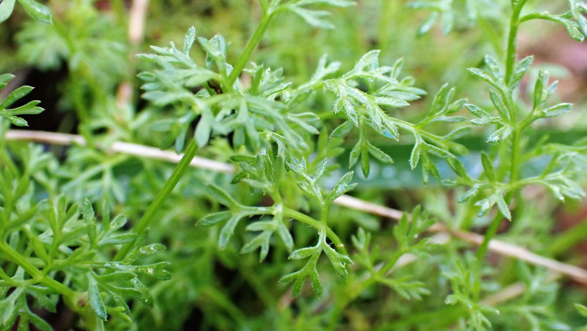 Image of Daucus glochidiatus (Labill.) Fischer, C. Meyer & Ave Lall.