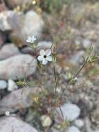 Image of Linanthus maricopensis J. M. Porter & R. Patt.