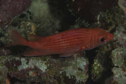 Image of Pink squirrelfish