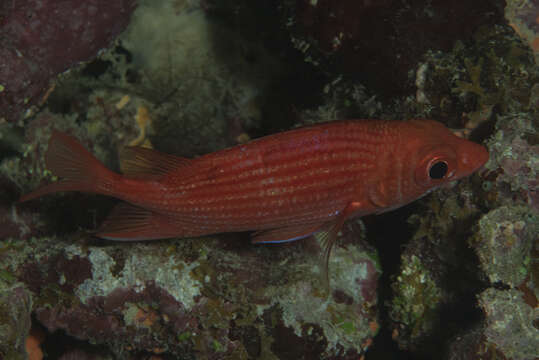 Image of Pink squirrelfish