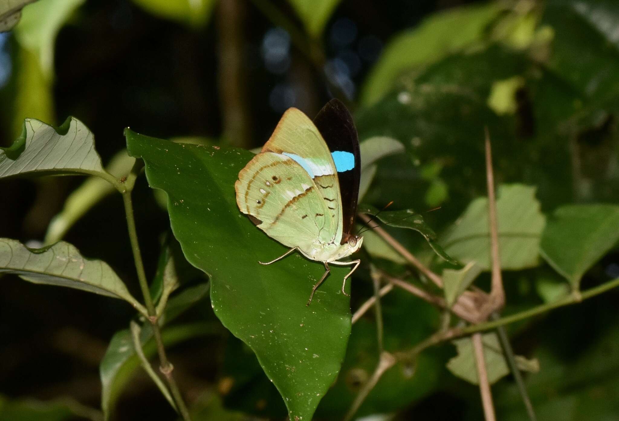 Imagem de Nessaea batesii Felder 1860