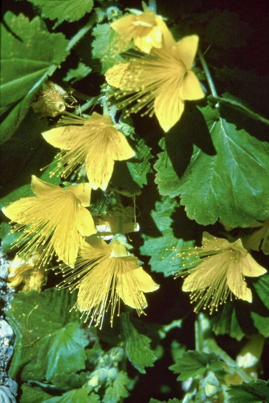 Image of yellow stingbush