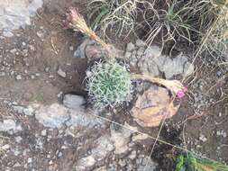 Image of Echinopsis obrepanda (Salm-Dyck) K. Schum.