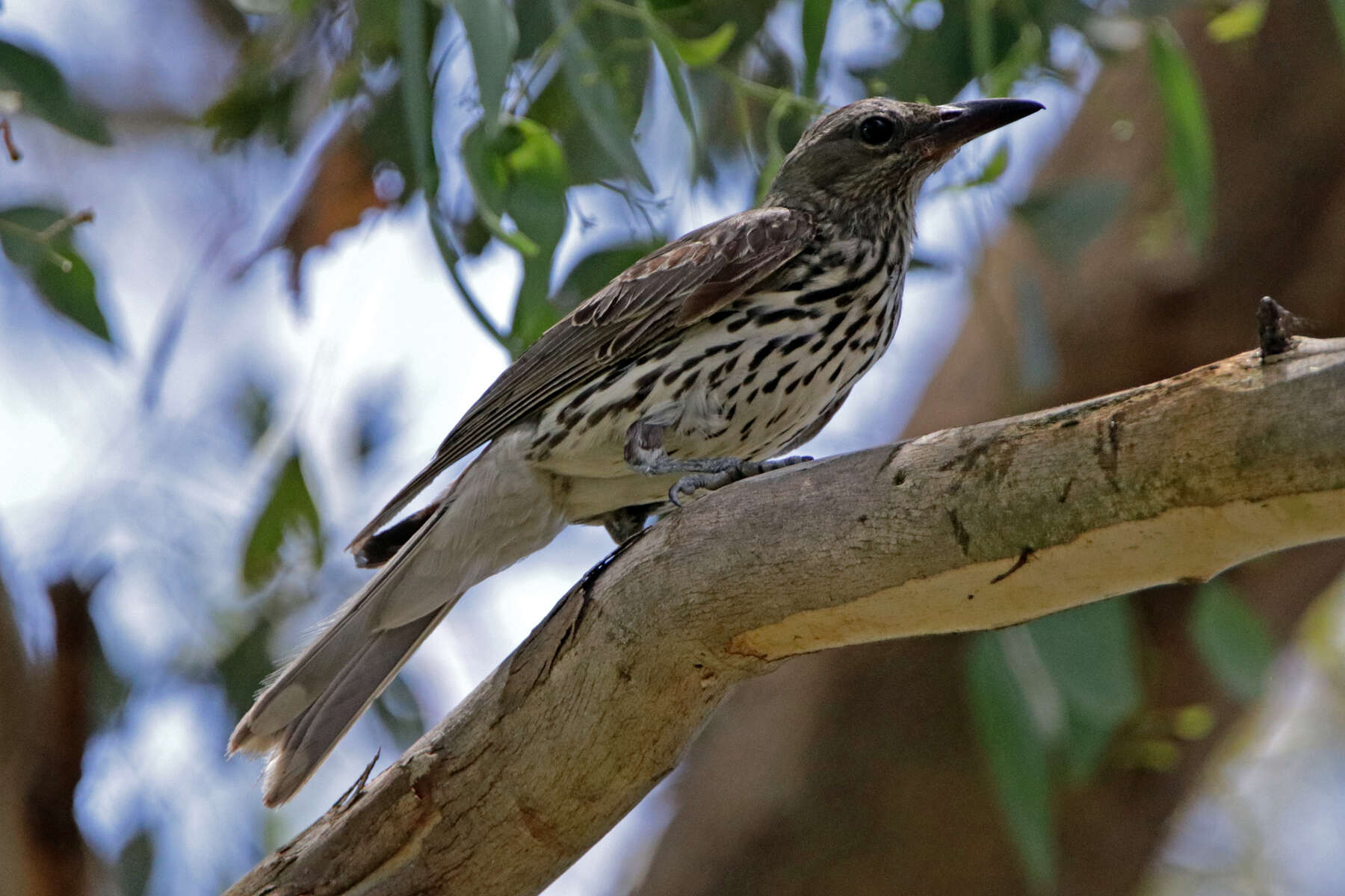 Image of Olive-backed Oriole