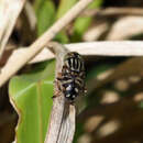 Image of Eristalinus hervebazini (Klocker 1924)