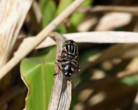 Image of Eristalinus hervebazini (Klocker 1924)