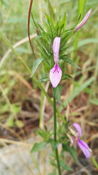 Image of Dicliptera clinopodia Nees