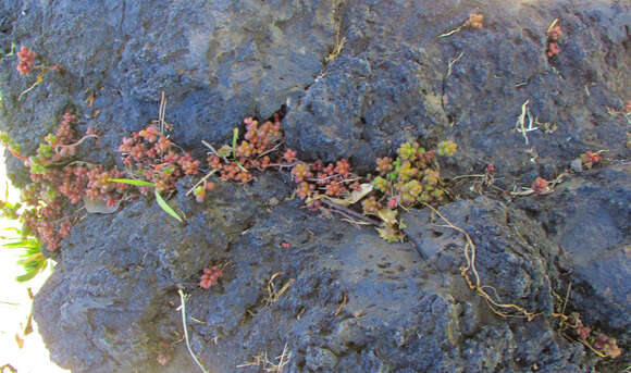 Image of Sedum stahlii Solms