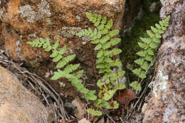 Image de Woodsia neomexicana Windham