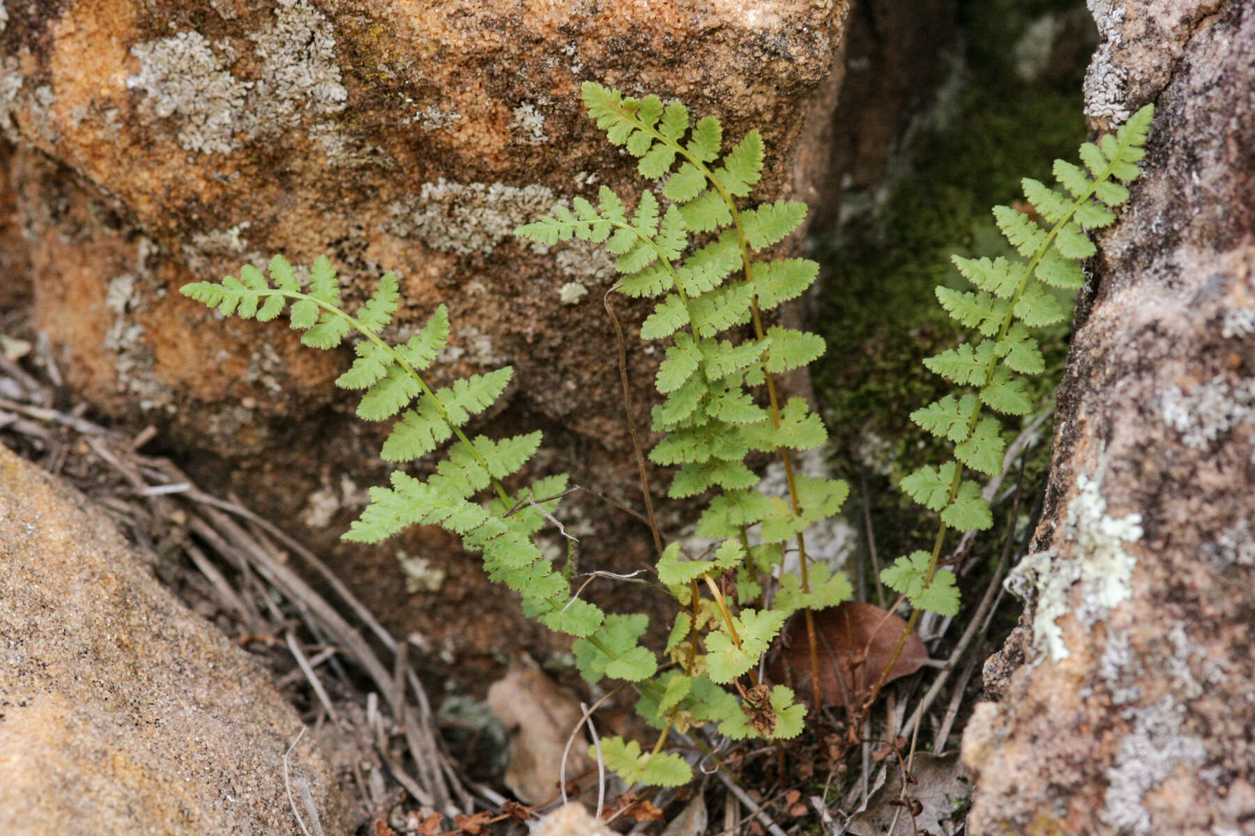 Image de Woodsia neomexicana Windham