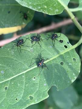 Eurylomata picturata (Blanchard 1852) resmi