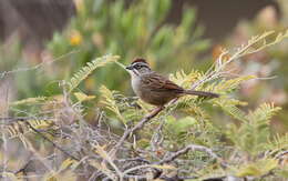 Image of Oaxaca Sparrow