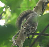 Image of Hoary-bellied Squirrel