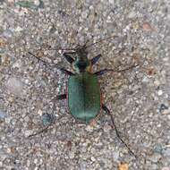 Imagem de Calosoma (Calosoma) wilcoxi Le Conte 1847