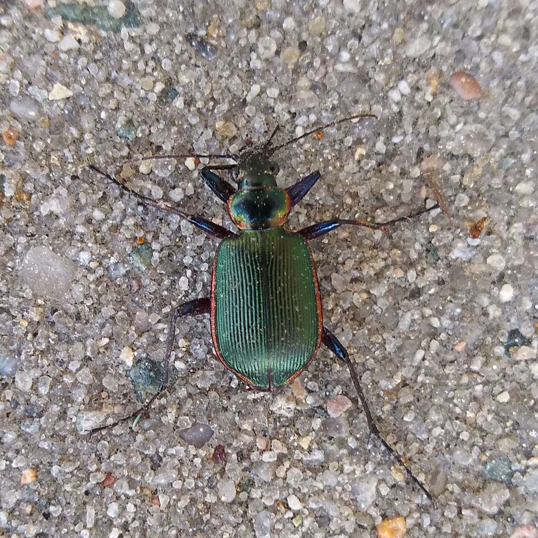 Sivun Calosoma (Calosoma) wilcoxi Le Conte 1847 kuva