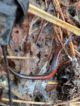 Plancia ëd Plethodon websteri Highton 1979