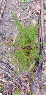 Sivun Bossiaea buxifolia A. Cunn. kuva