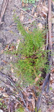 Sivun Bossiaea buxifolia A. Cunn. kuva