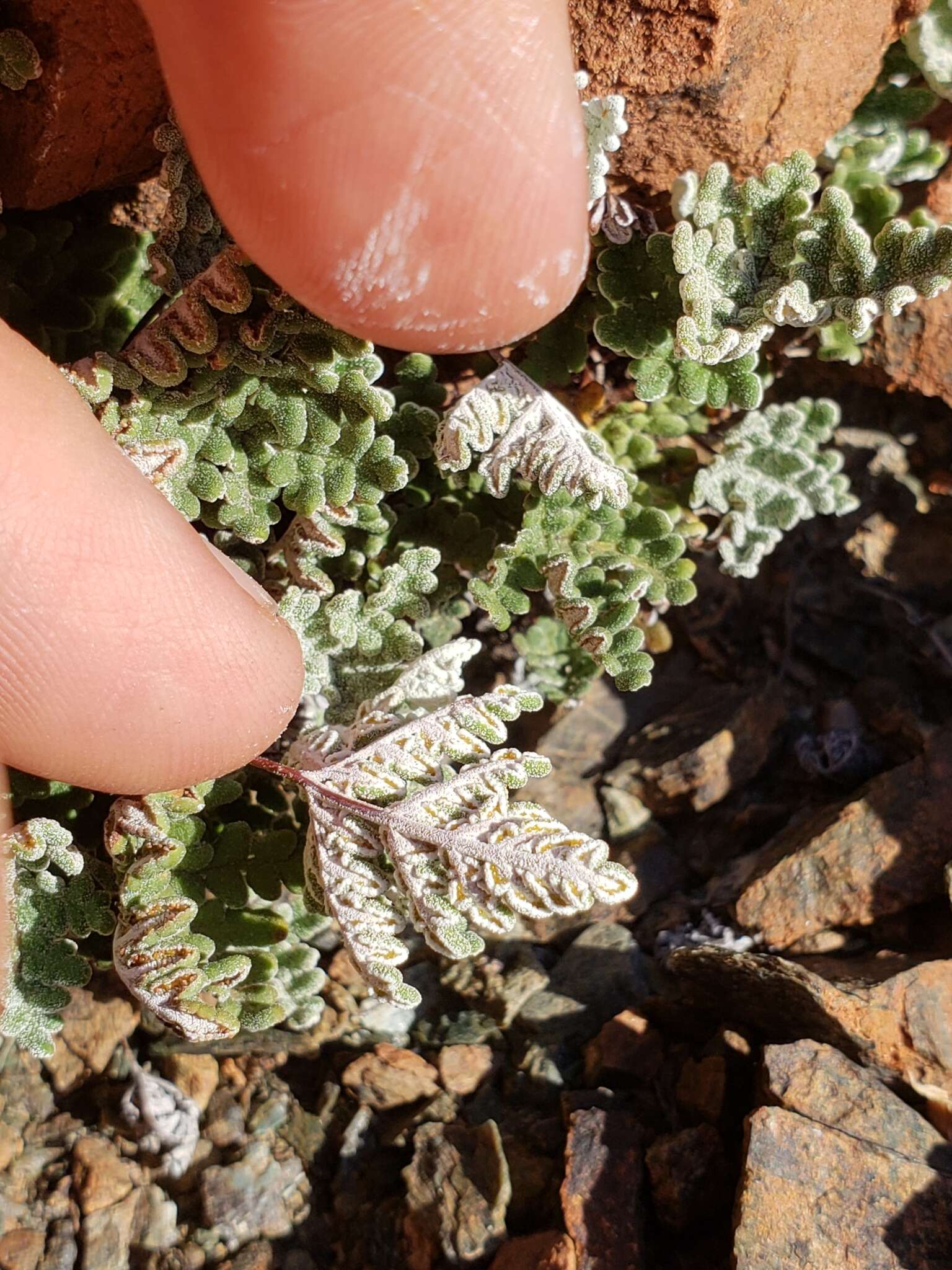 Image of California cloak fern