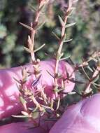 Image de Juniperus oxycedrus subsp. transtagana Franco